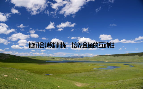 他们会特殊训练, 培养金鱼的互动性