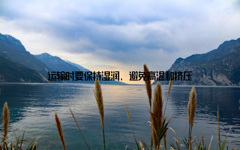 运输时要保持湿润, 避免高温和挤压