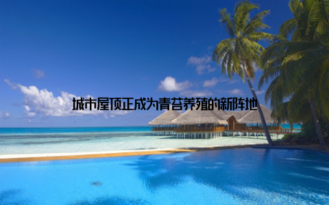 城市屋顶正成为青苔养殖的新阵地