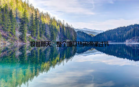 投苗那天, 整个塘口热闹得像过节