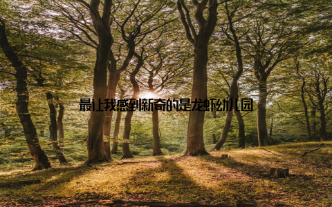 最让我感到新奇的是龙虾幼儿园