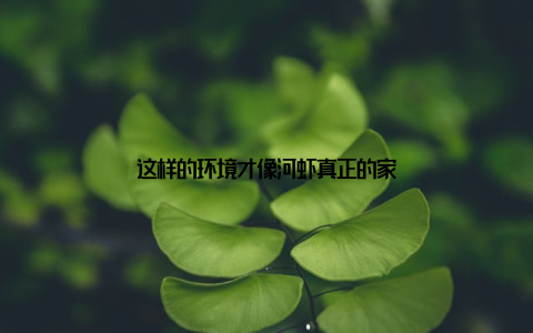 这样的环境才像河虾真正的家