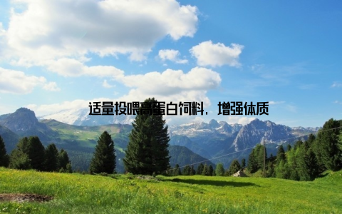 – 适量投喂高蛋白饲料, 增强体质