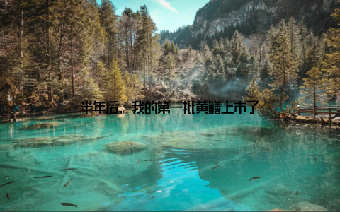 半年后, 我的第一批黄鳝上市了