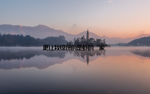 更让我惊讶的是虾的“家”