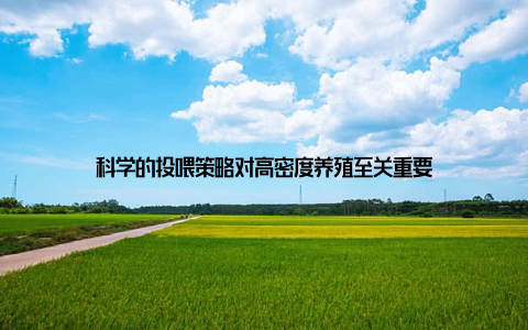 科学的投喂策略对高密度养殖至关重要