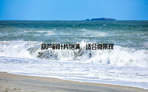 – 葫芦藓叶片饱满, 适合微景观