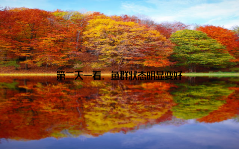 第二天一看, 鱼群状态明显变好