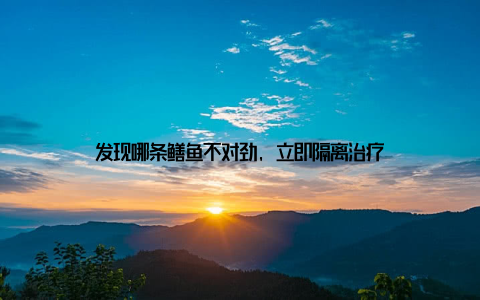 发现哪条鳝鱼不对劲, 立即隔离治疗