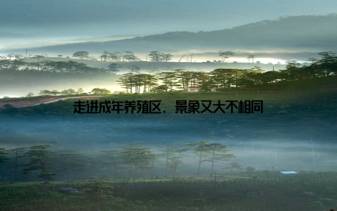 走进成年养殖区, 景象又大不相同