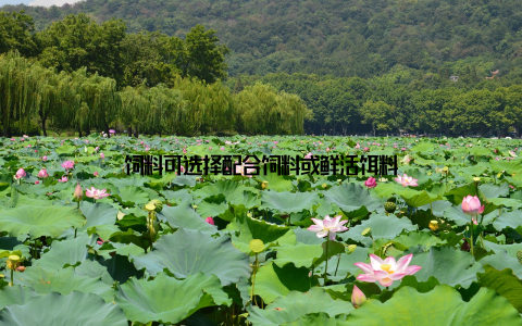 饲料可选择配合饲料或鲜活饵料