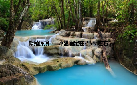 繁殖环境 – 水温稳定在25℃左右