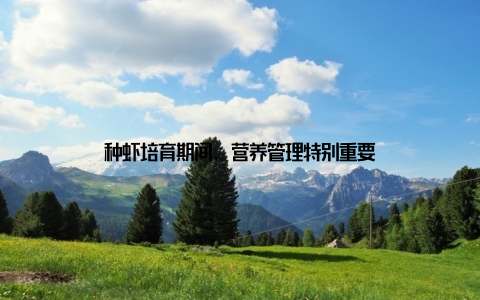 种虾培育期间, 营养管理特别重要